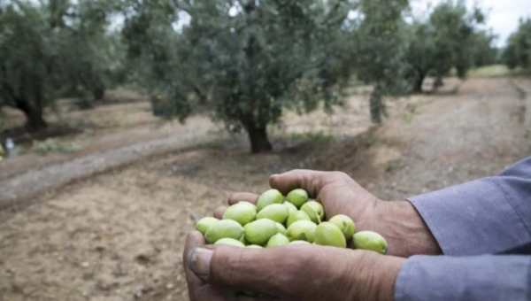 4 Τεχνολογικές καινοτομίες των Ιταλών στην παραγωγή και καλλιέργεια ελαιολάδου 